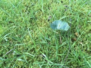 Een rode beuk planten